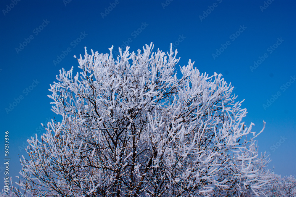 Frozen tree