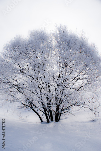 Miracle frozen tree