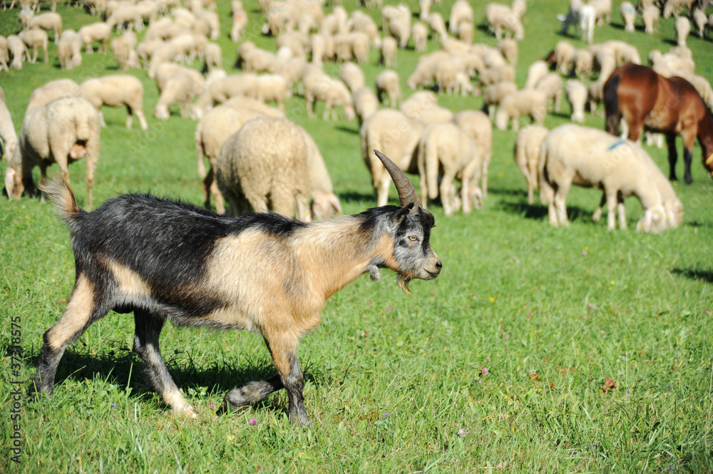 Goat Goat