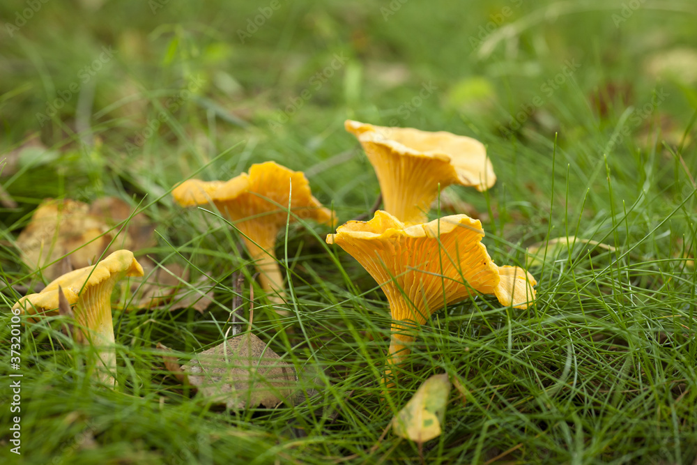 Chanterelles Chanterelles