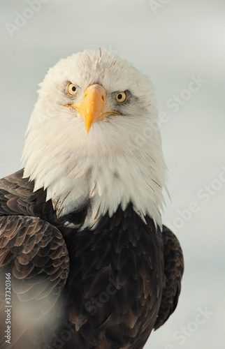 Face-to-face portrait of an eagle © Uryadnikov Sergey