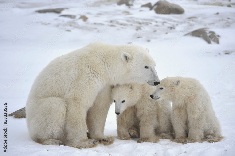 Fototapeta premium Polar she-bear with cubs.