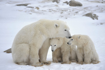 Polar she-bear with cubs.