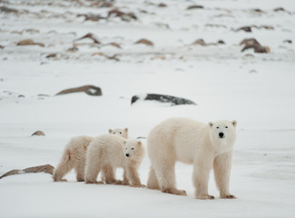 Polar she-bear with cubs.