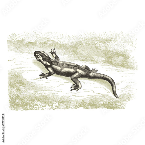Salamandre
