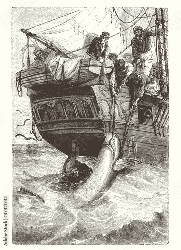 Pêche au requin