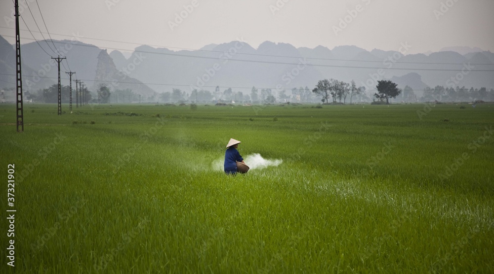 Ricegrowing in the old capital of Vietnam Ricegrowing in the old capital of Vietnam