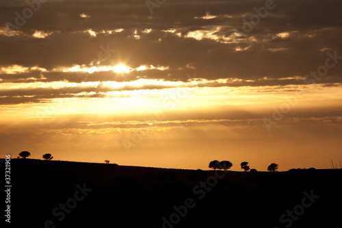 Silhouette of threes on a hill during sunset