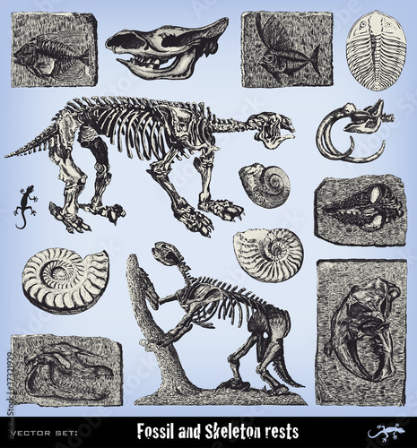 Engraving vintage fossil and skeleton set.