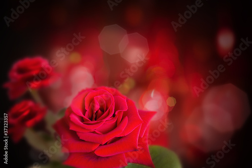 Rose in dark background