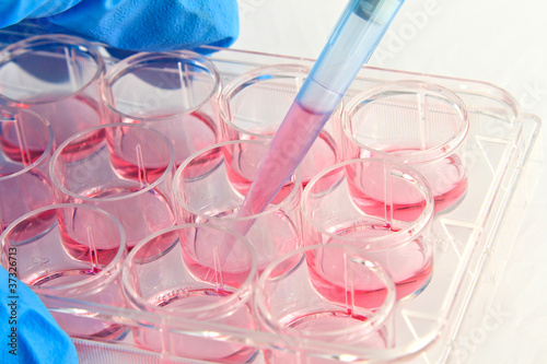 Scientist pipetting medium into 12-well plate