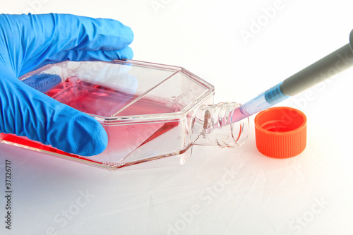 Pipetting of culture medium into cell culture flask