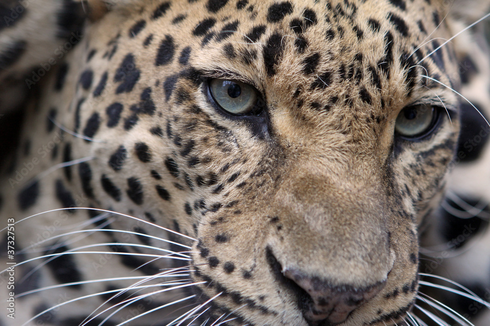 Obraz premium Leopard - Panthera pardus