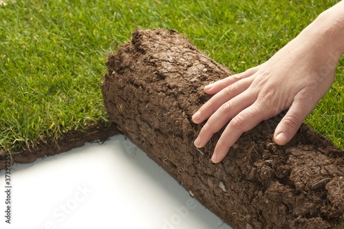 rotolo di erba su fondo bianco