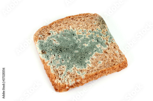 Verschimmeltes Brot photo
