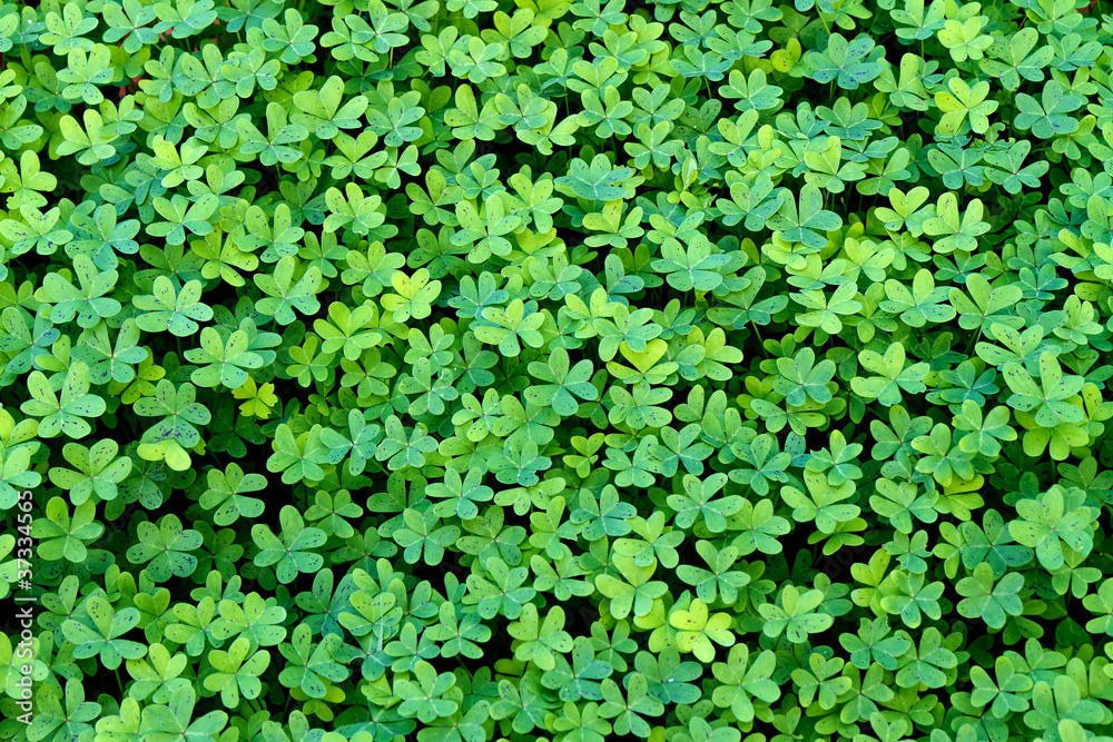 Clover Clover