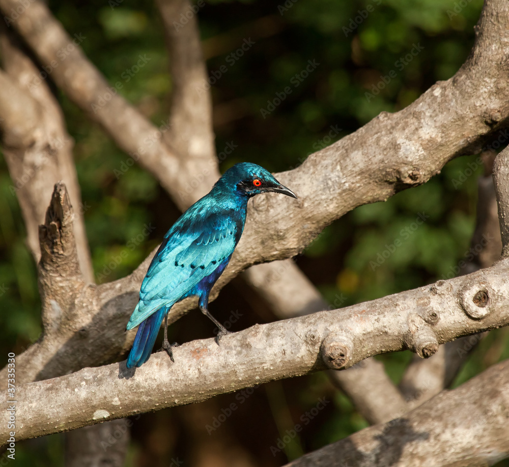 Obraz premium Lesser Blue-eared Glossy Starling
