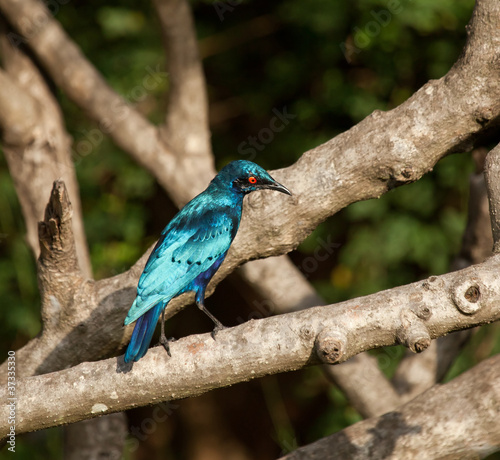 Lesser Blue-eared Glossy Starling