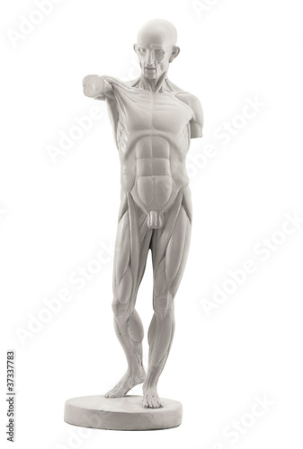 anatomy, muscles isolated on white