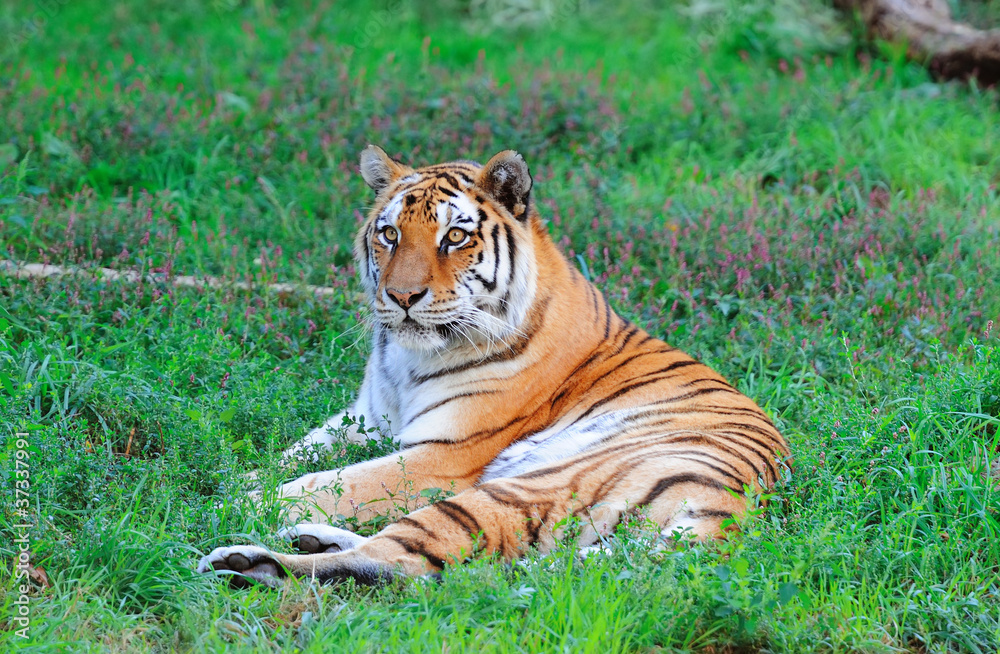 Fototapeta premium Chicago zoo