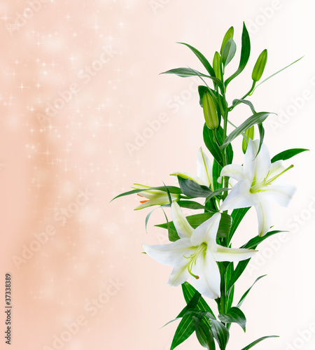 Fototapeta Naklejka Na Ścianę i Meble -  Beautiful white lily flowers