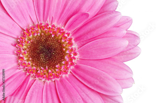 Close up image of pink gerbera