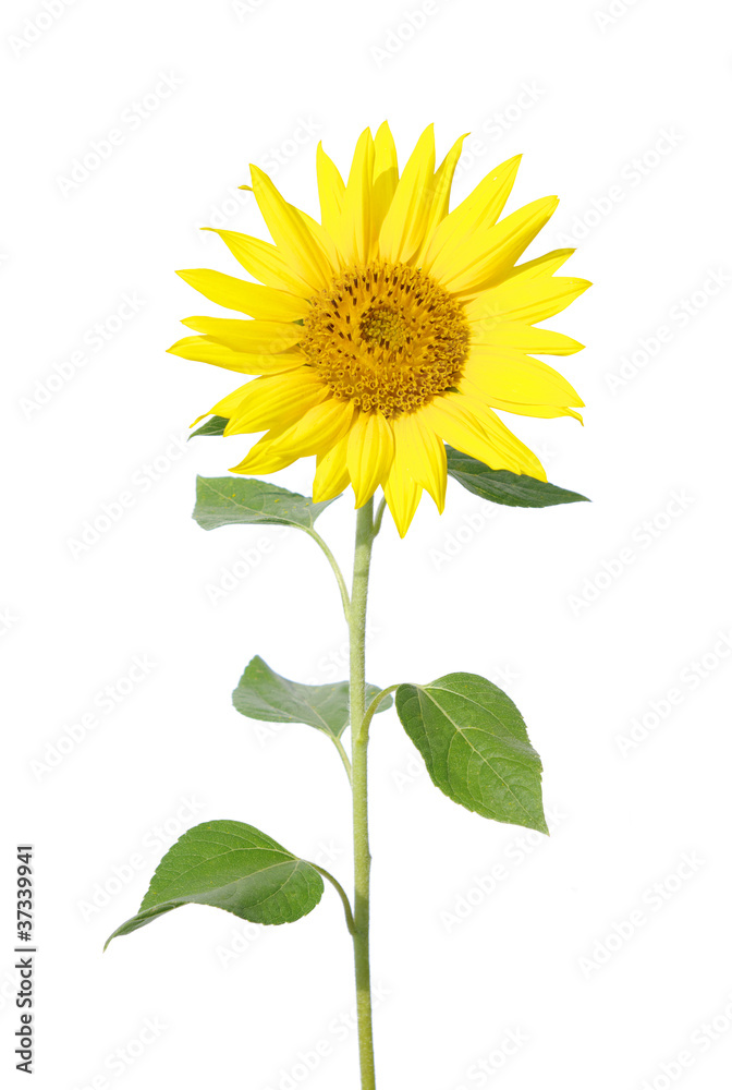 Fototapeta premium sunflower