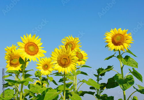 sunflowers