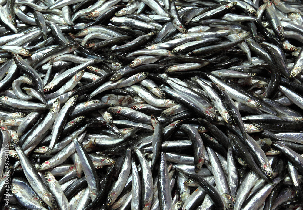 Full Frame Food Background: Anchovies