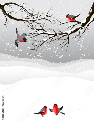 Winter background with birds bullfinch