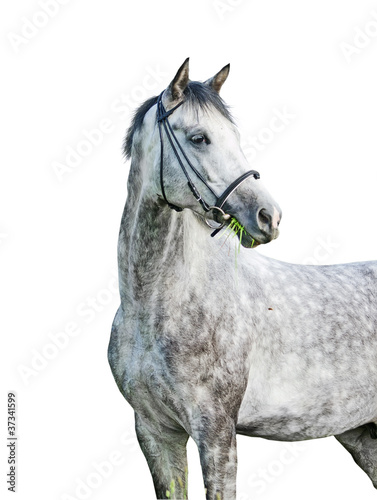 portrait of grey around horse isolated on white
