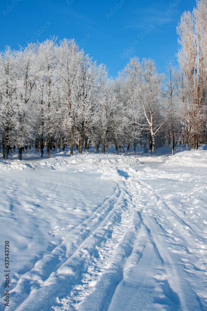 Winter landscape with trees Winter landscape with trees