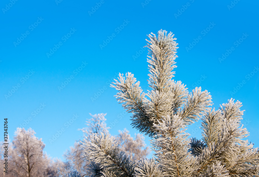 Winter landscape with fir tree Winter landscape with fir tree