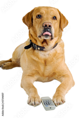 dog stick tongue out with remote control