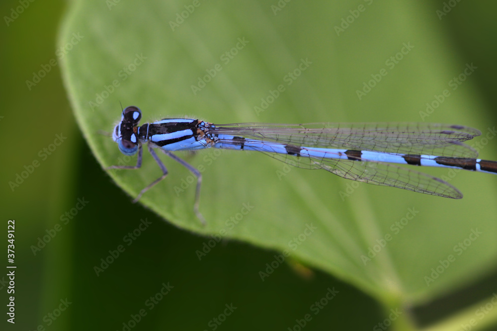 Macro shot of tiny blue dragon fly Macro shot of tiny blue dragon fly
