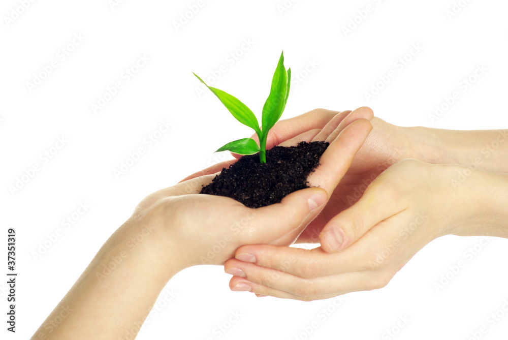 plant in hands