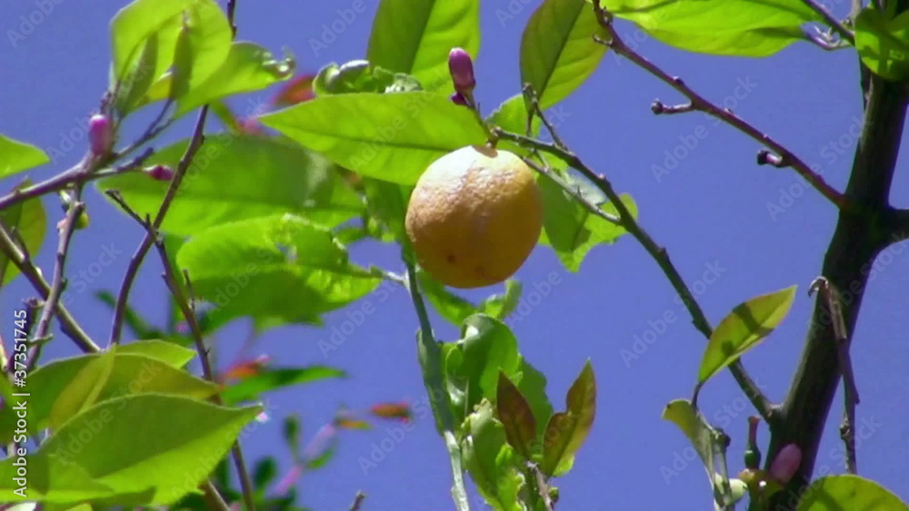 Branch of Lemon Tree has lemon flowers and lemon.