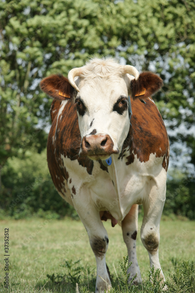 animal ferme vache 89