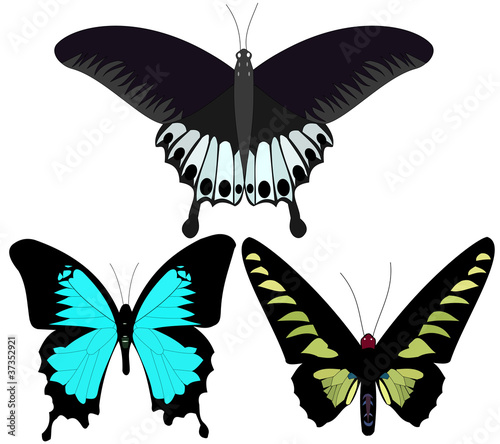 Butterfies