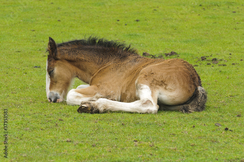 Shire Horse Foal