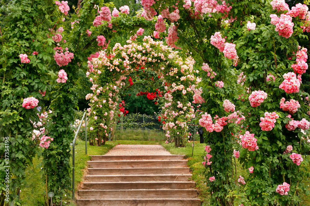 Naklejka premium Schody w ogrodzie różanym