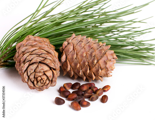 Cedar cones with nuts