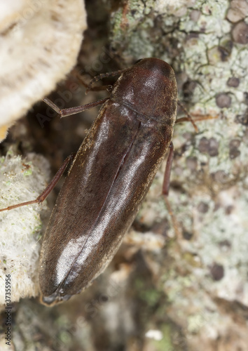 False darkling beetle (Melandryidae) sitting on wood photo