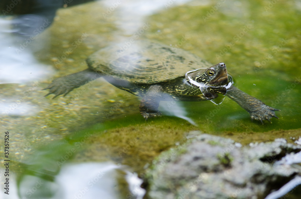 Chinese pond turtle, Mauremys reevesii Chinese pond turtle, Mauremys reevesii