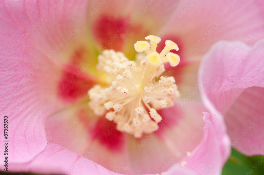 Detail of a pink hibiscus flower