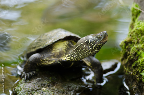 Chinese pond turtle, Mauremys reevesii
