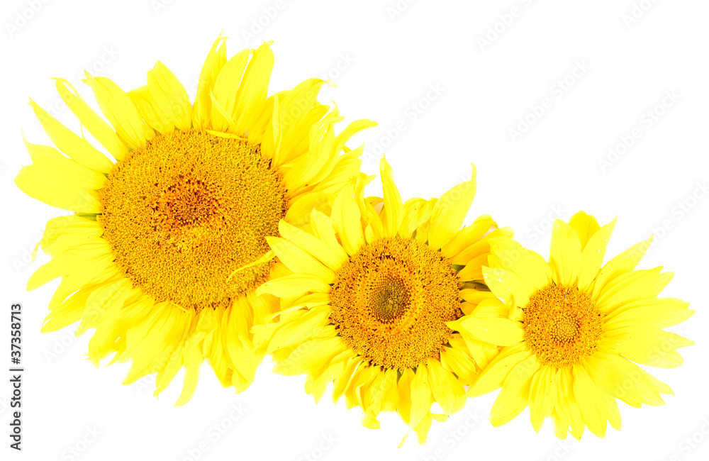 Sunflowers isolated on the white background Sunflowers isolated on the white background