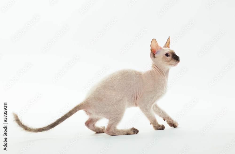 Obraz premium sphinx cat