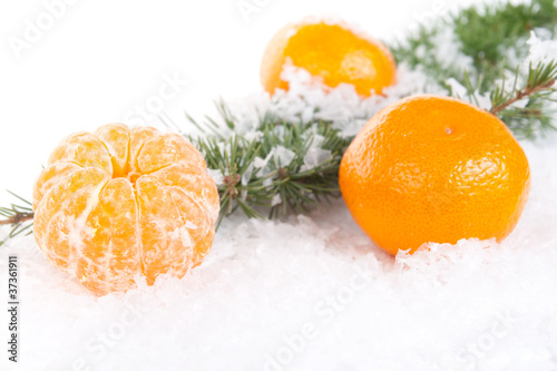 tangerines with a pine branch on snow