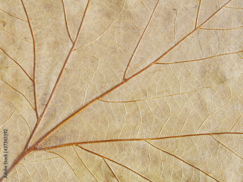 venas de hojas en otoño photo